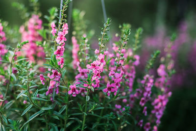 Close-up of pink flowering plant