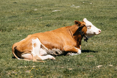 Dog relaxing on grass