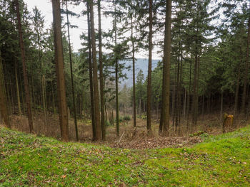 Trees in forest