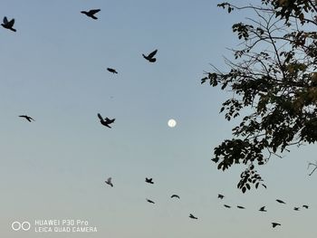 Low angle view of birds flying in sky