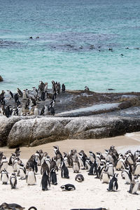 View of birds on beach