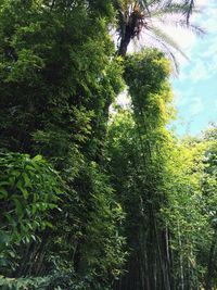 View of trees in forest