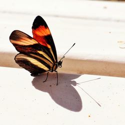 Close-up of butterfly