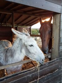 Close-up of horses in stable