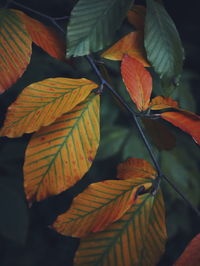 Close-up of leaves