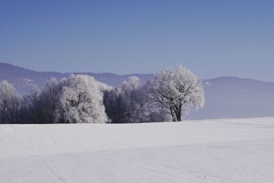 Trees on snow covered landscape against clear sky