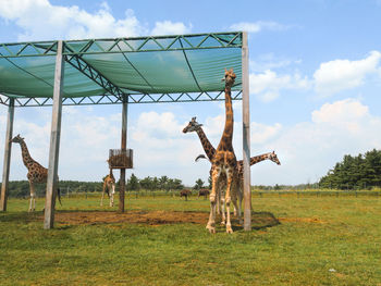 Family of lovely cute giraffe animals eating food outdoor in zoo park. 