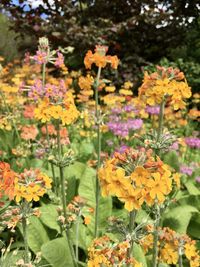 Close-up of yellow flowering plants in park