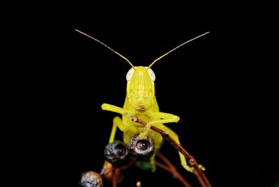 Close-up of insect against black background