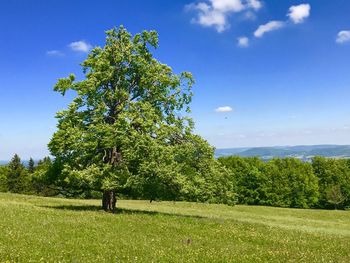 Tree on field against sky