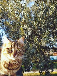 Portrait of cat on tree