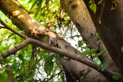 Low angle view of a tree