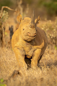 Black rhino