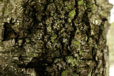 Close-up of tree trunk