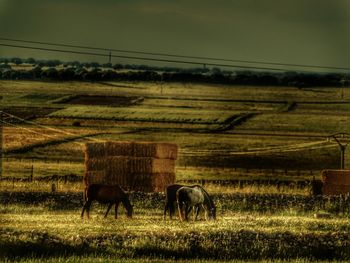 Horses in a field