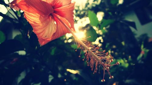 Close-up of hibiscus flower