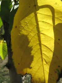 Close-up of yellow leaf