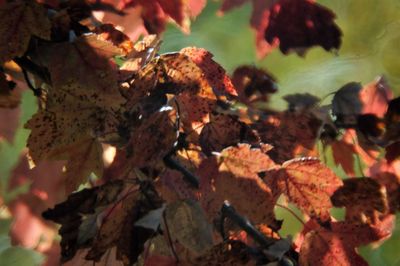 Close-up of maple leaves on water