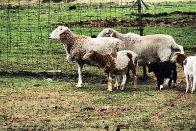 Sheep grazing on grassy field