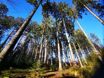 Low angle view of trees in forest against blue sky