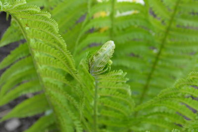 Close-up of fern leaves