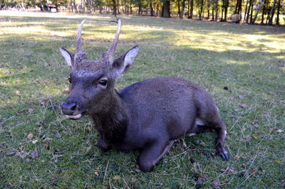 Portrait of deer on field