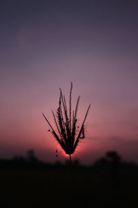 Close-up of silhouette plant against sunset sky