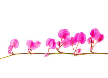 Close-up of pink flowering plant against white background