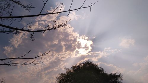 Low angle view of silhouette tree against sky