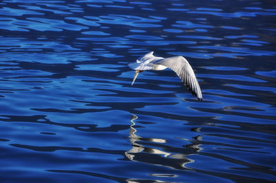 Side view of a bird flying over calm blue water