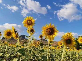 Close-up of sunflowers on field