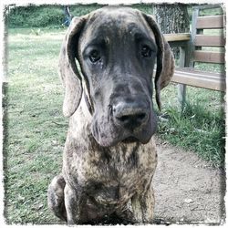 dog