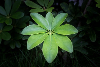 High angle view of plant leaves on field