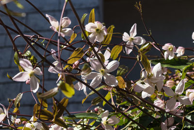 Close-up of white flowering plants