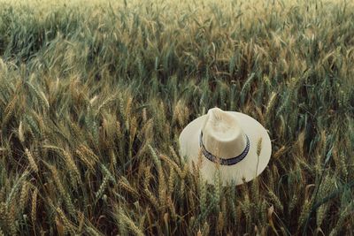 Close-up of hat on field