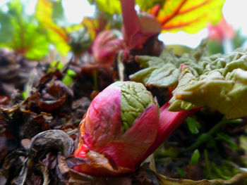 Close-up of flower