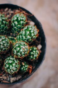 High angle view of succulent plant in pot