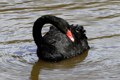 Black swan swimming in lake
