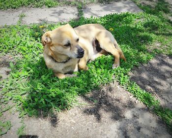 Close-up of dog on grass