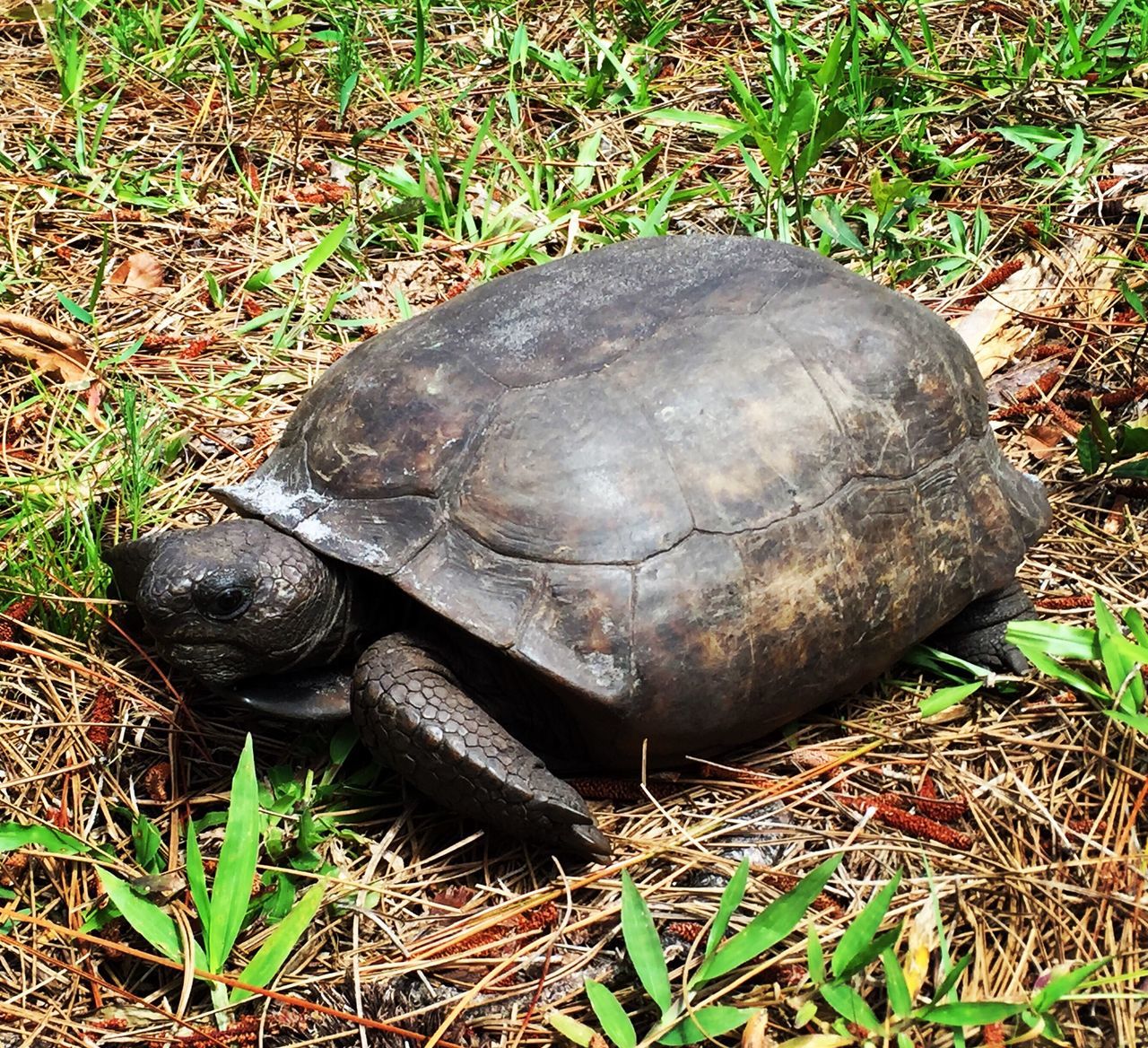 grass, one animal, animal themes, field, high angle view, close-up, animal shell, wildlife, nature, animals in the wild, outdoors, abandoned, day, snail, no people, tortoise, turtle, ground, grassy, plant