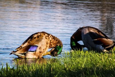 View of birds in lake