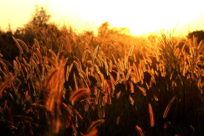 Close-up of stalks in field against sunset