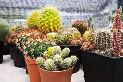 Close-up of cactus plants in pot