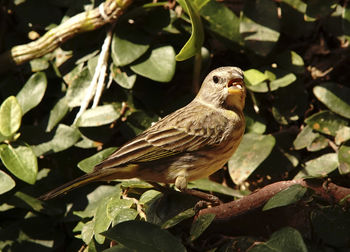 Close-up of bird perching on plant