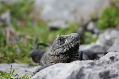 Close-up of iguana on rock