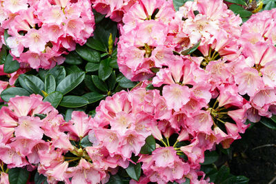 Close-up of pink bougainvillea blooming outdoors