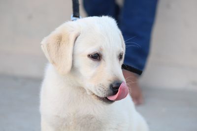 Close-up of a dog