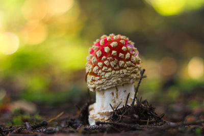 Close-up of fly agaric mushroom growing on field