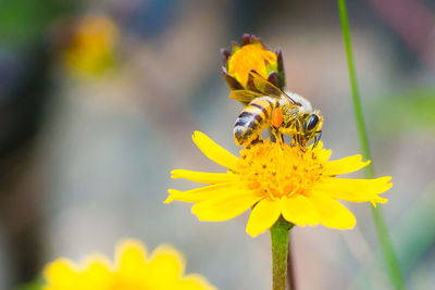 Close-up of bee on yellow flower