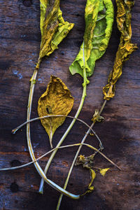 High angle view of leaves on table